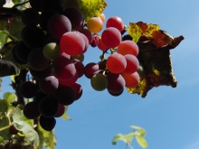 Rote Weintrauben vor blauen Himmel