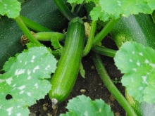 Kleine Zucchini_1