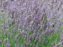 Im Lavendel 2