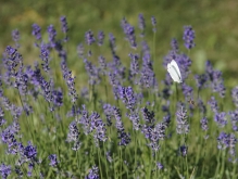 Insektenraum Lavendel