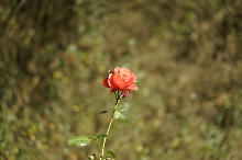 Oktober-Rose