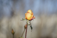 Rosenblüte im November