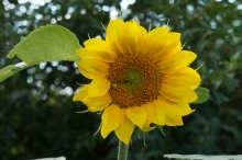 Garten-Sonnenblume