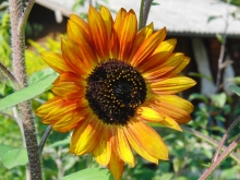 Gelb-orange Sonnenblume 1