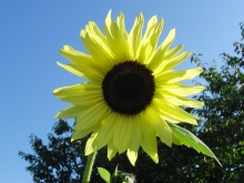 Sonnenblume gelb 1