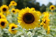 Sonnenblume im Beet