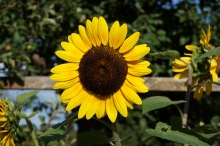 Sonnenblume im Schrebergarten