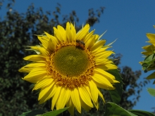 Sonnenblume mit  Hummel und Biene