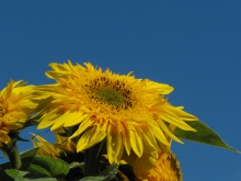 Sonnenblume unter blauen Himmel