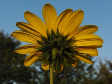 Sonnenblume von hinten
