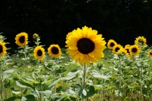 Sonnenblumen Beet 1
