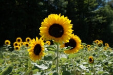 Sonnenblumen Beet 3