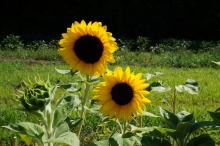 Sonnenblumen Beet 4