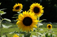 Sonnenblumen Beet 5