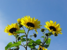 Sonnenblumen vor blauen Himmel