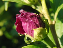 Frische Hibiskus Knospe