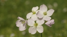 Schönheit in der Frühlingswiese