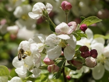 Apfelblüten mit fleißiger Biene