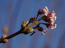 Bodnant-Schneeball Blüte im Dezember