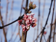 Bodnant-Schneeball Blüte im Februar