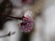 Bodnant-Schneeball rosa Blüte mit Eis