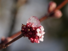 Bodnant-Schneeball rosa Blüte mit Eishaube