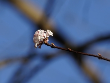 Bodnant-Schneeball Zweig mit Blüte