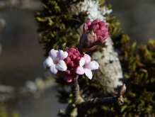 Bodnant-Schneeballblüte 