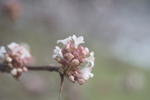 Bodnant-Schneeballblüte im Januar