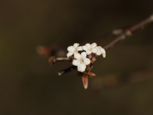 Kleine Bodnant-Schneeball Blüte