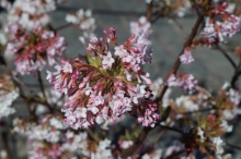 Märzblüte von Bodnant-Schneeball