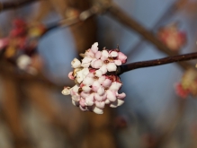 Rosa Bodnant-Schneeball Blüte 