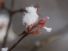 Winterblüte Bodnant