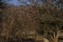 Busch & Baumblüten