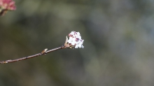 Zweig mit Blüte vom Winterschneeball