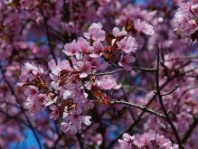 Blühender Kirschblütenzweig 