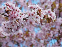 Frühlinszweig Kirschblüten