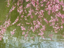 Japanische Zierkirschenblüte am Teich