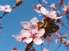 Japanische Zierkirschenblüte vor blauen Hintergrund_1