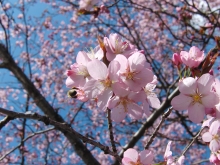 Kirschblüte mit Biene 2