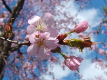 Kirschblüten vor weiss-blauen Himmel