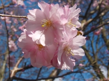 Kirschblütenpower vor blauen Himmel