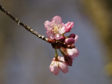 Kirschblütenstar am Zweig