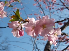 Kirschblütenzweig mit rosa Blüten