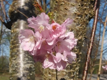Kleiner Kirschblütenzweig am Stamm 1