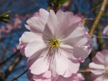 Rosa Kirschblüte