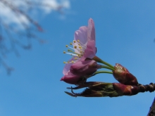 Rosa Kirschblüte mit ersten Blätern vor blauen Himmel