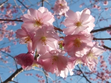 Rosa Kirschblüten 4