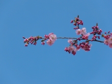 Rosa Kirschblütenzweig vor blauen Himmel 1