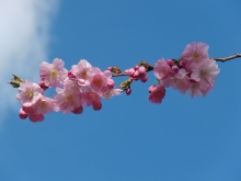 Rosa Kirschblütenzweig vor blauen Himmel 2